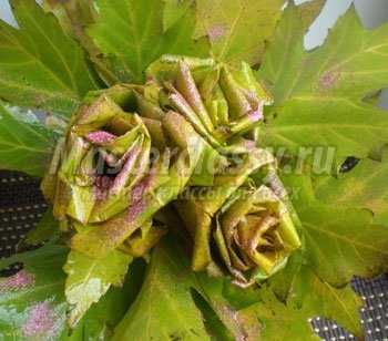 Букет из листьев дикого клена «Праздник осени». Мастер класс с пошговыми фото