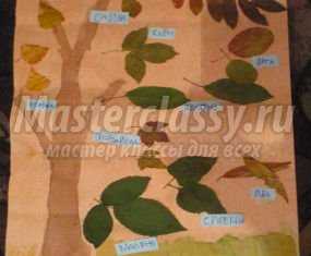 Гербарий своими руками "Осенний листопад". Мастер-класс с пошаговыми фото