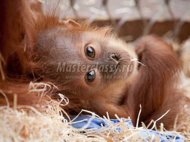 Поздравления с Новым годом 2016: в стихах и прозе Поздравления с Новым годом 2016: в стихах и прозе